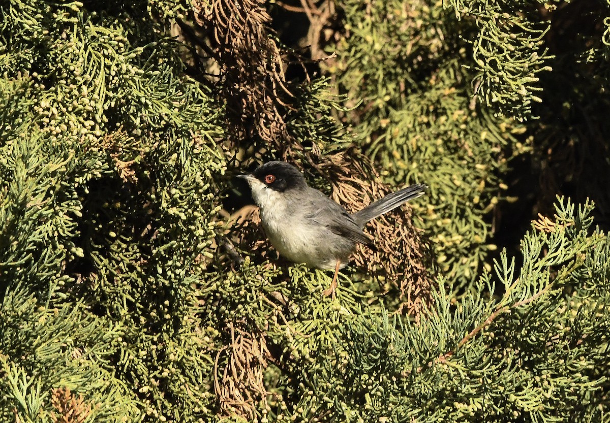 Txinbo burubeltza - ML645870323