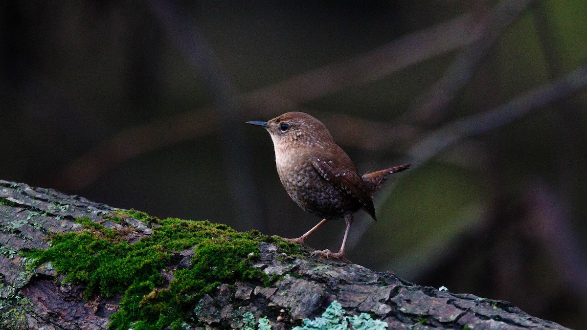 Winter Wren - ML645870324