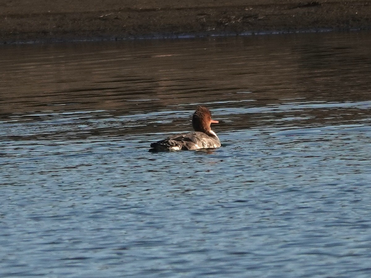 Zerra ertaina - ML645870326