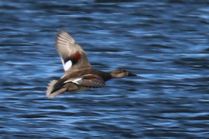 Boz Ördek - ML645870331