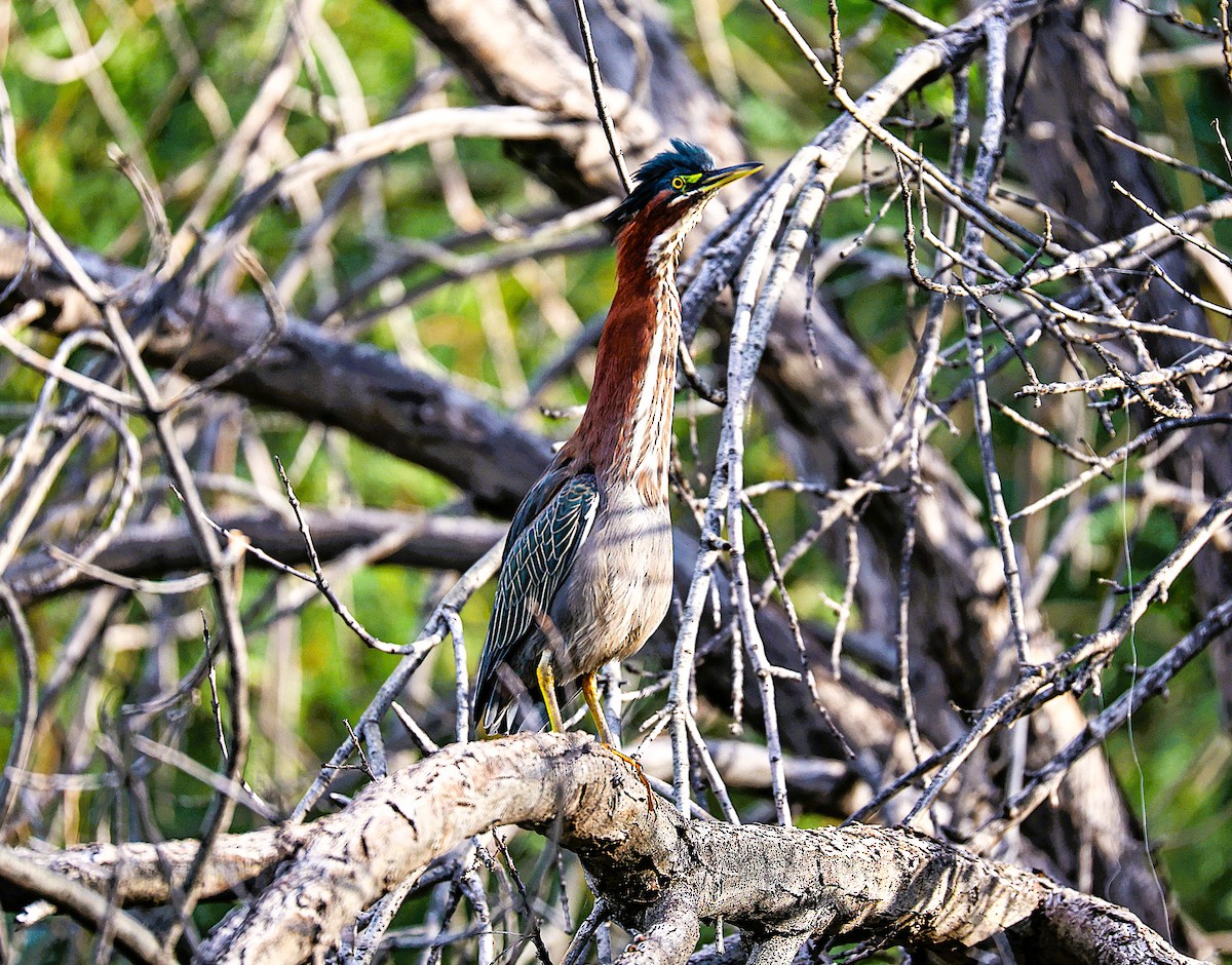 Green Heron - ML645870342
