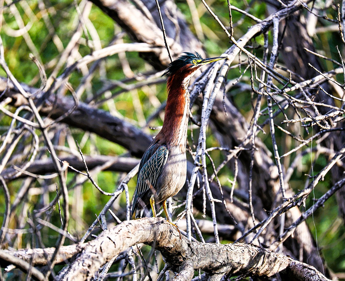 Green Heron - ML645870343