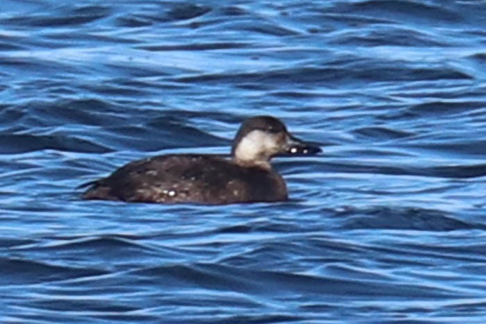 Black Scoter - ML645870350