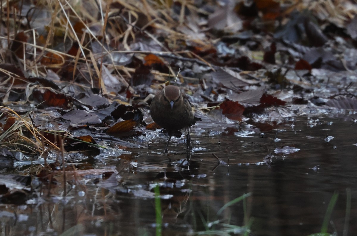 Rusty Blackbird - ML645870353