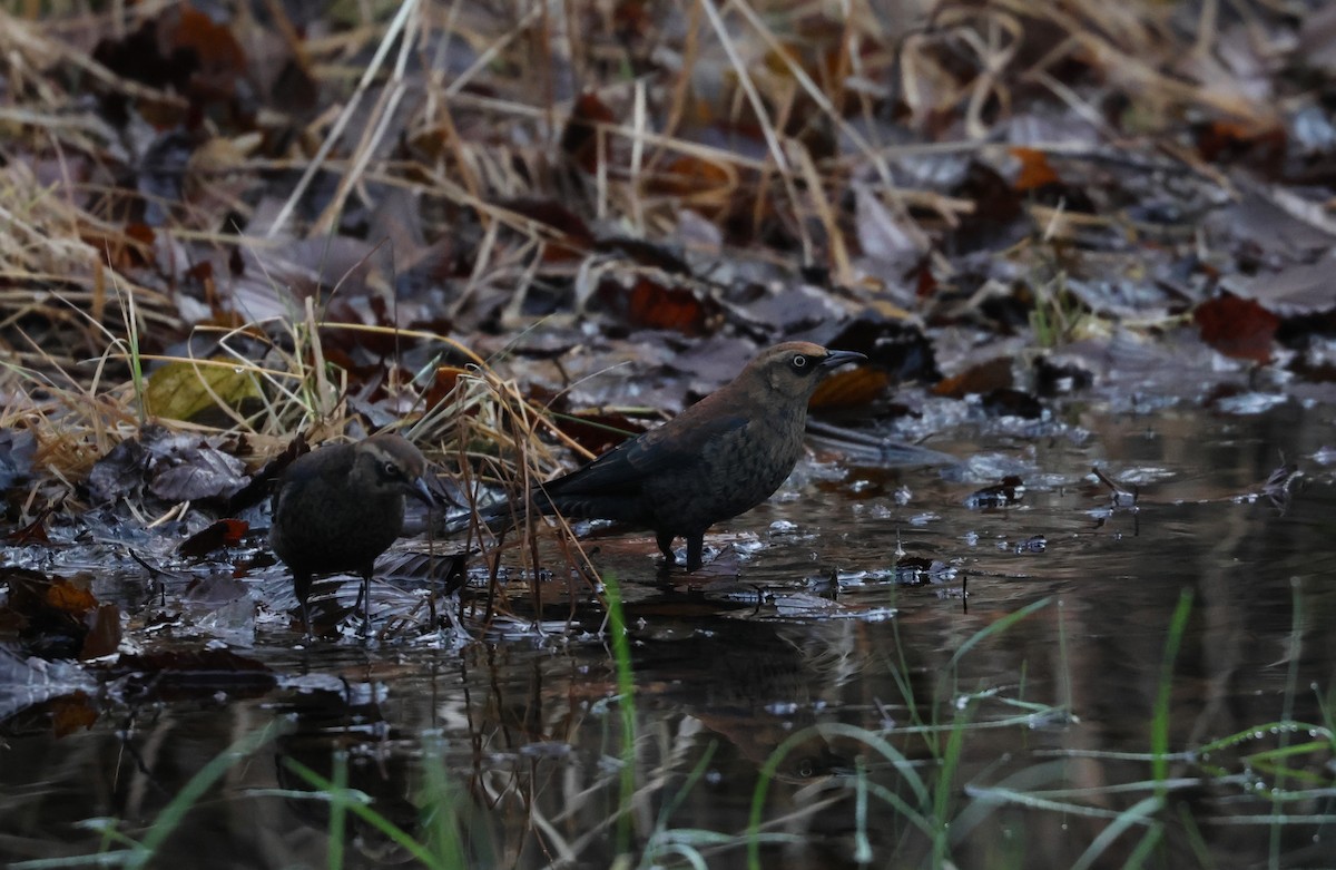 Rusty Blackbird - ML645870354