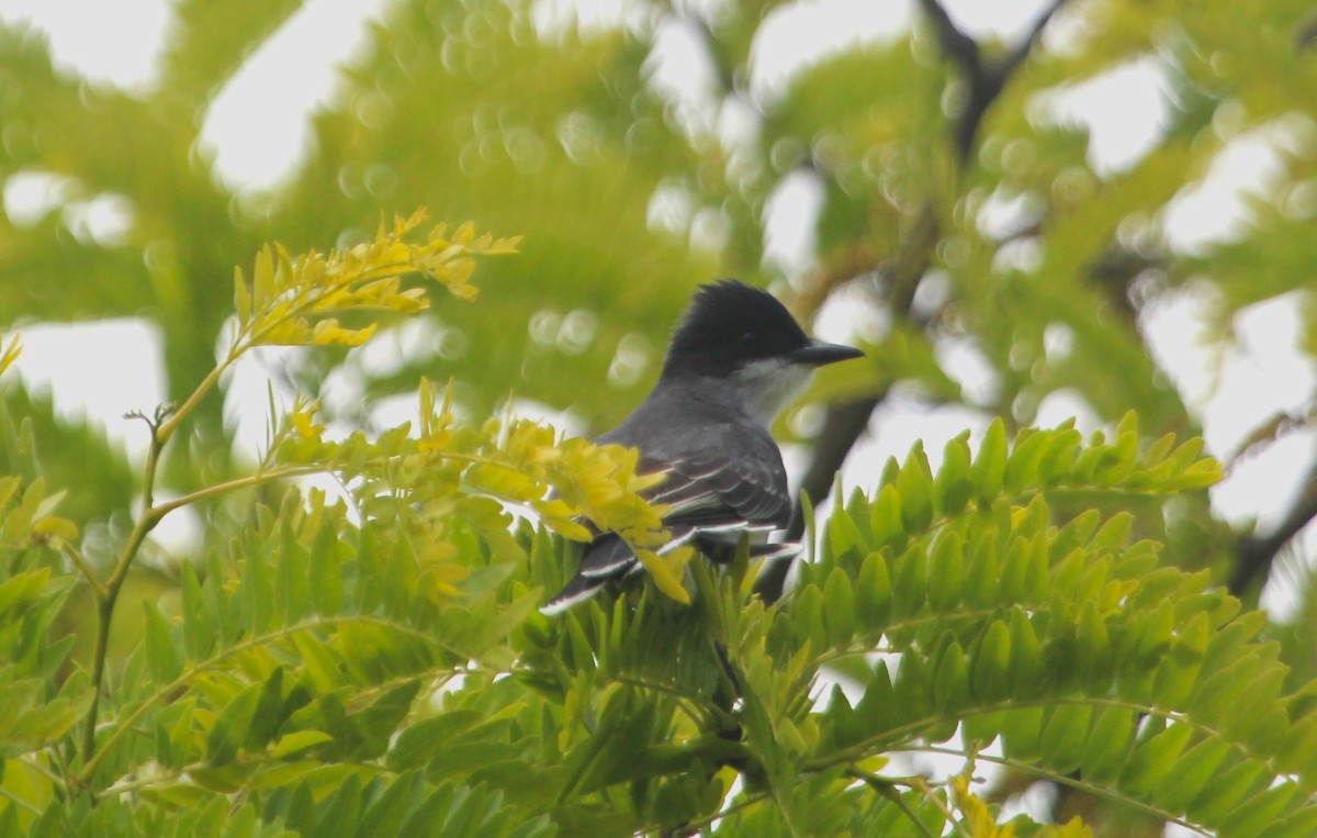 Tirano Oriental - ML645870355