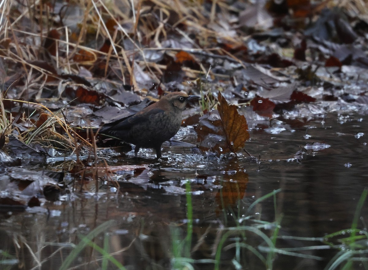 Rusty Blackbird - ML645870356