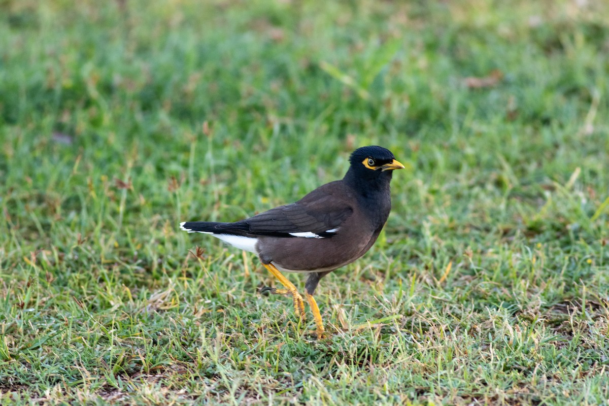 Майна індійська - ML645870360