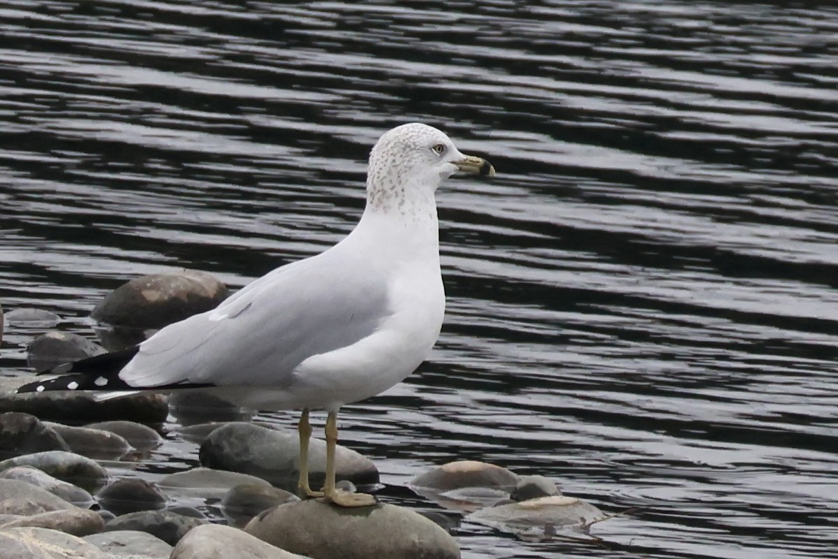 racek kroužkozobý - ML645870361