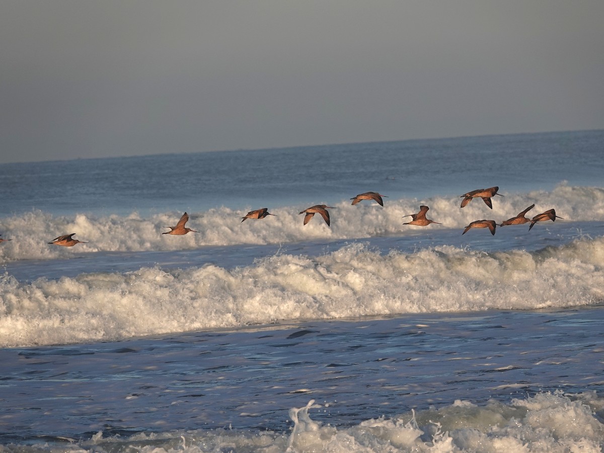 Грицик чорнохвостий - ML645870363