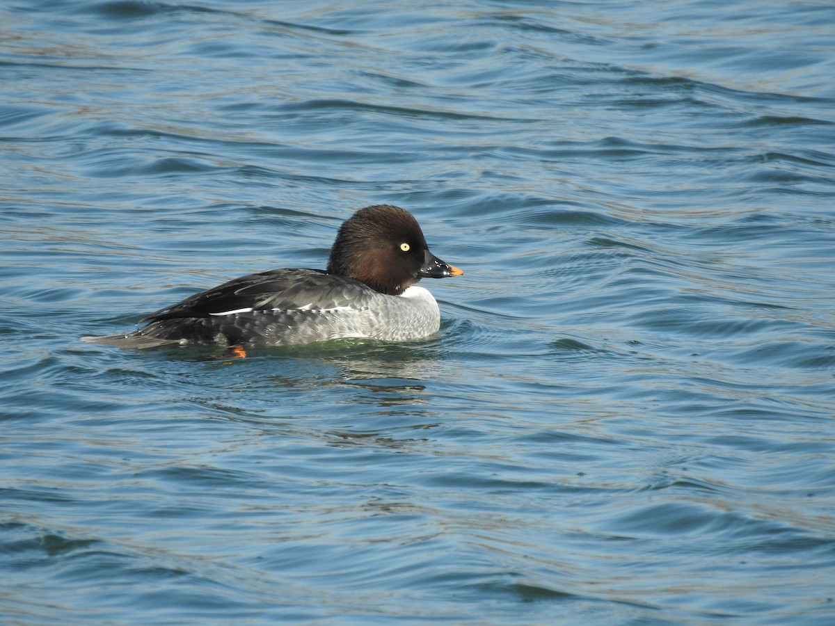 Гоголь зеленоголовий - ML645870364