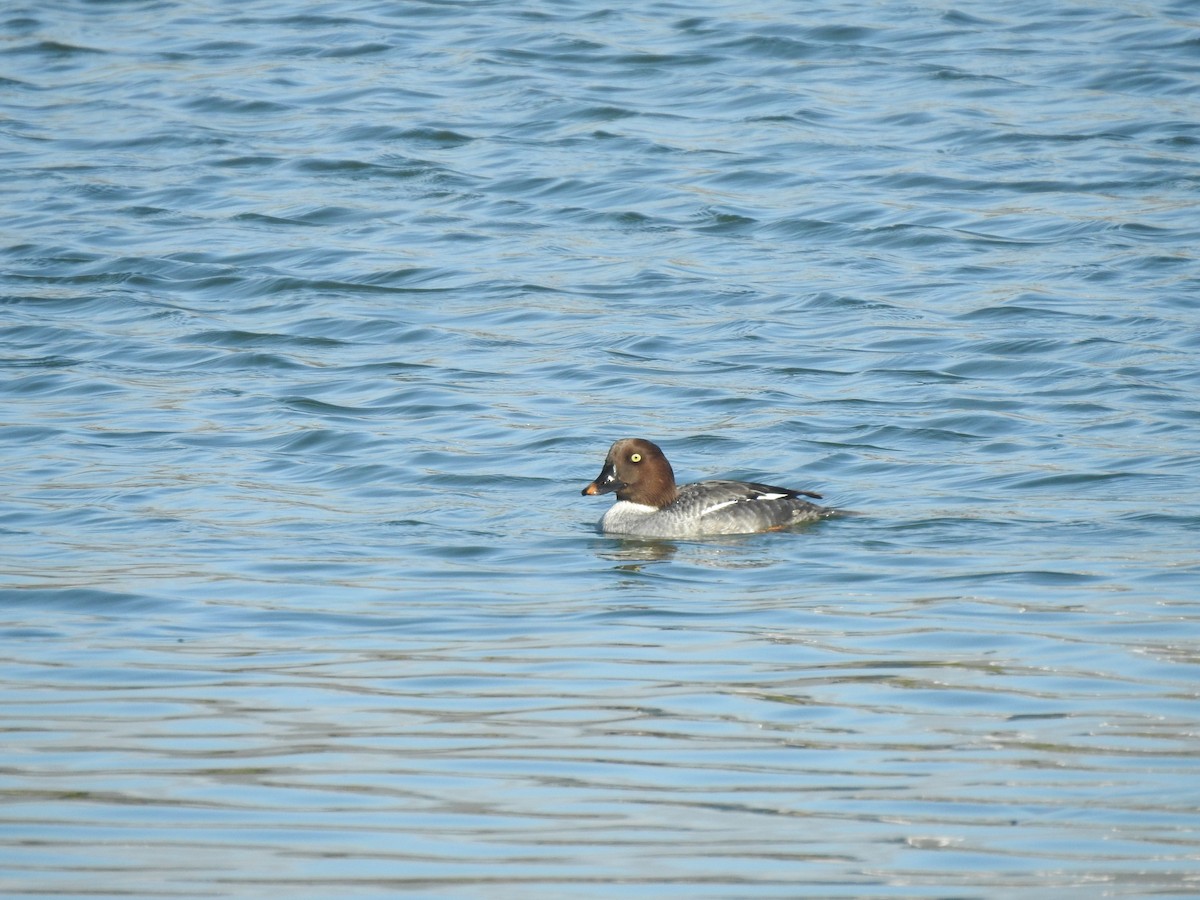 Гоголь зеленоголовий - ML645870365