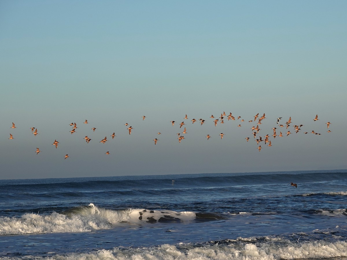 břehouš velký - ML645870366