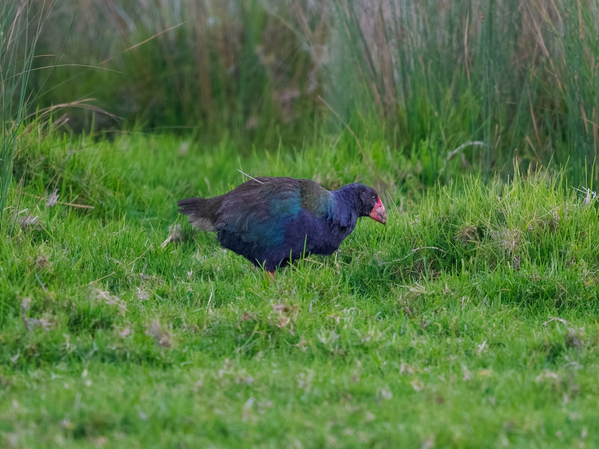 Такахе південний - ML645870367