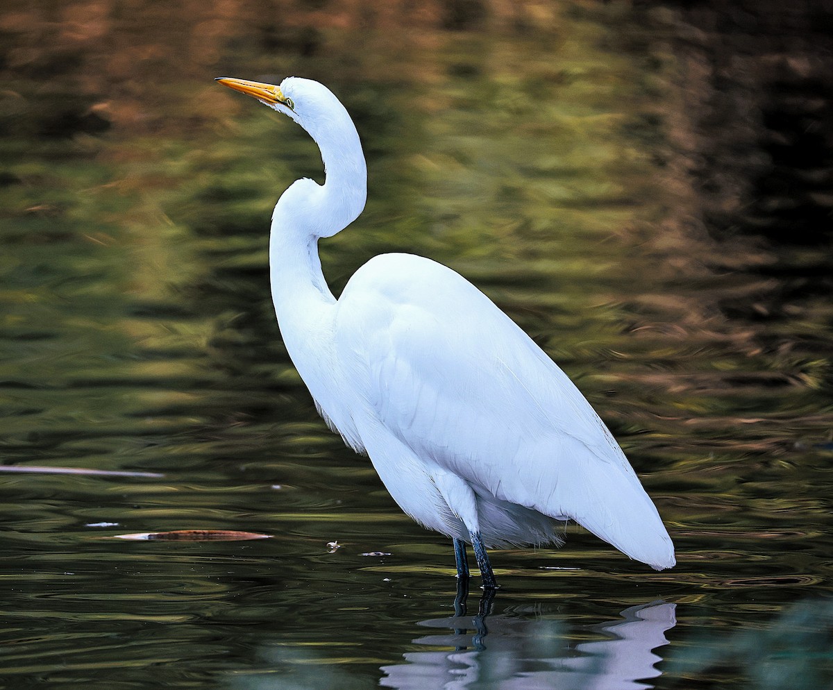 Чапля велика - ML645870368