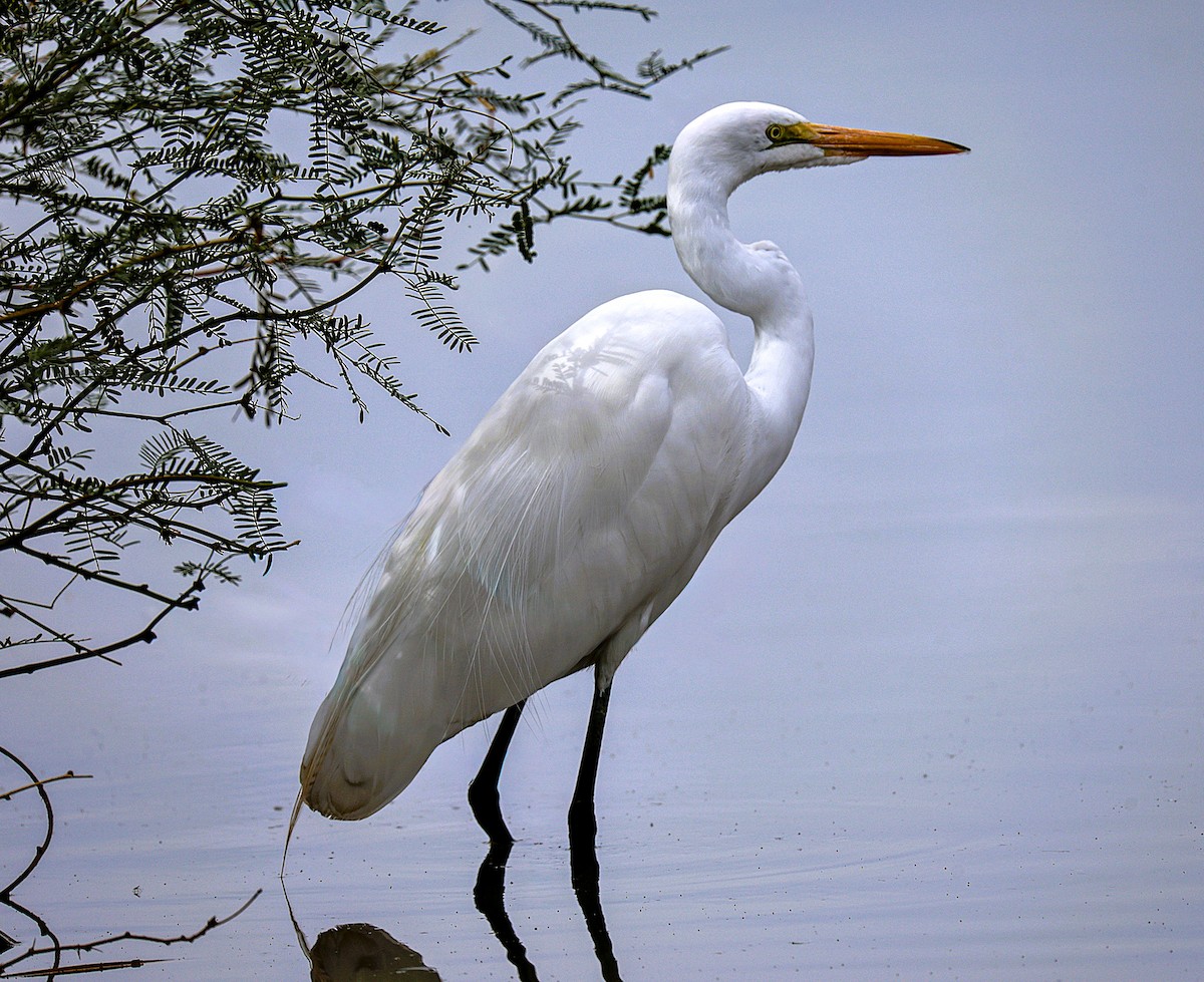 volavka bílá - ML645870369