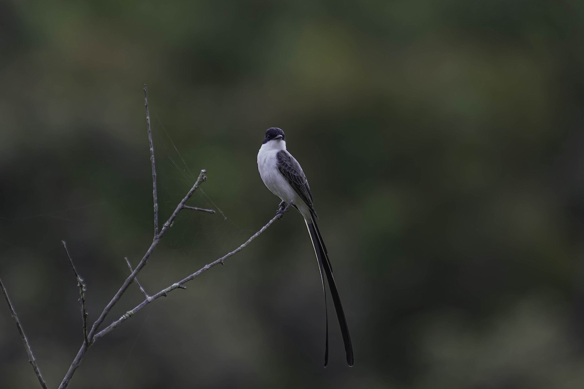 tyran savanový - ML645870371