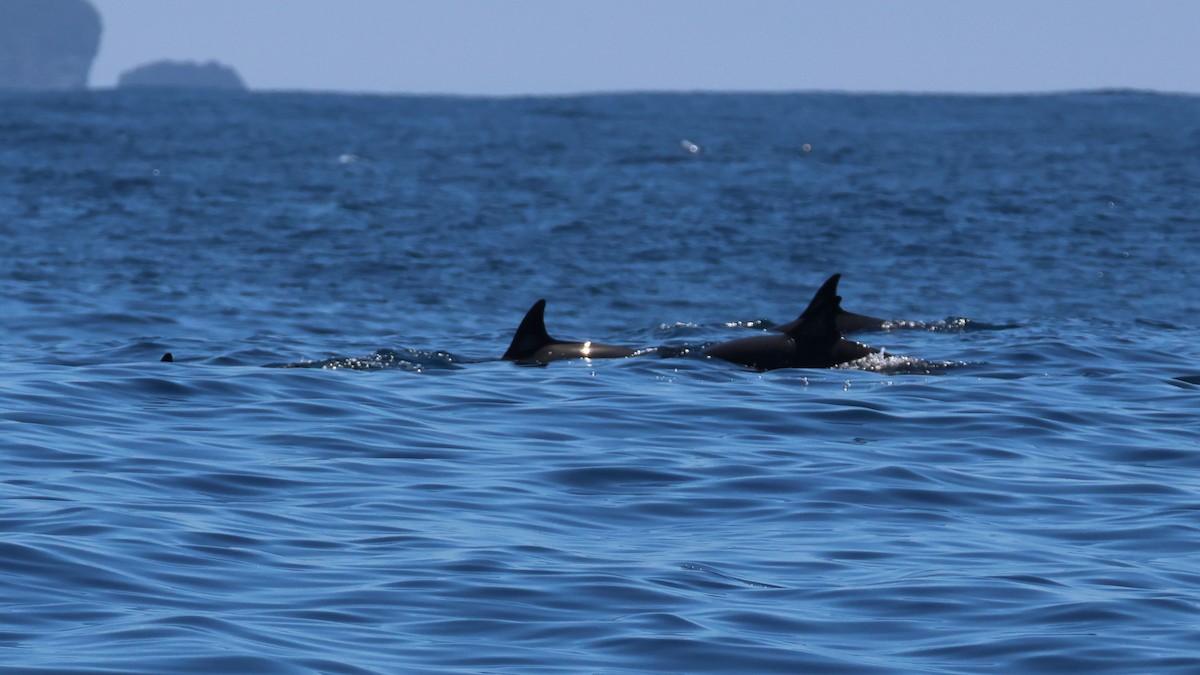 Common Dolphin - ML645870373