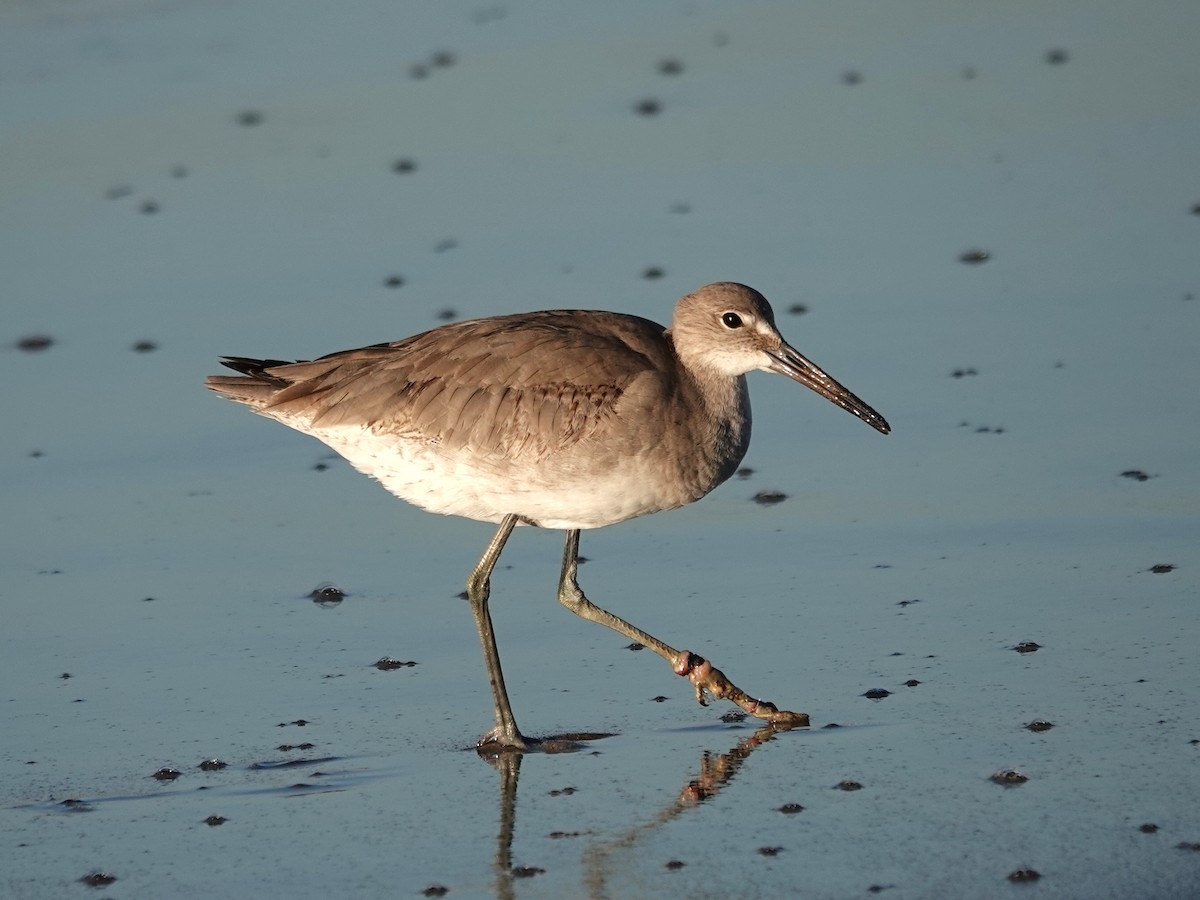 vodouš břehoušovitý - ML645870374