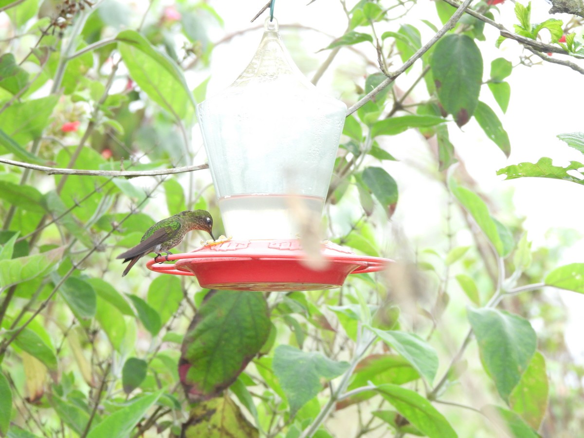 kolibřík dřišťálový - ML645870376