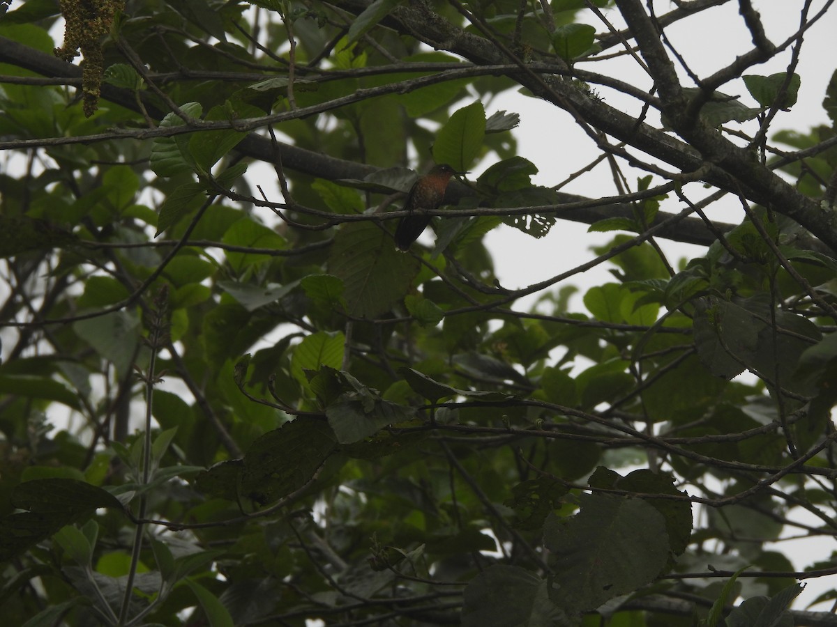 kolibřík dřišťálový - ML645870377