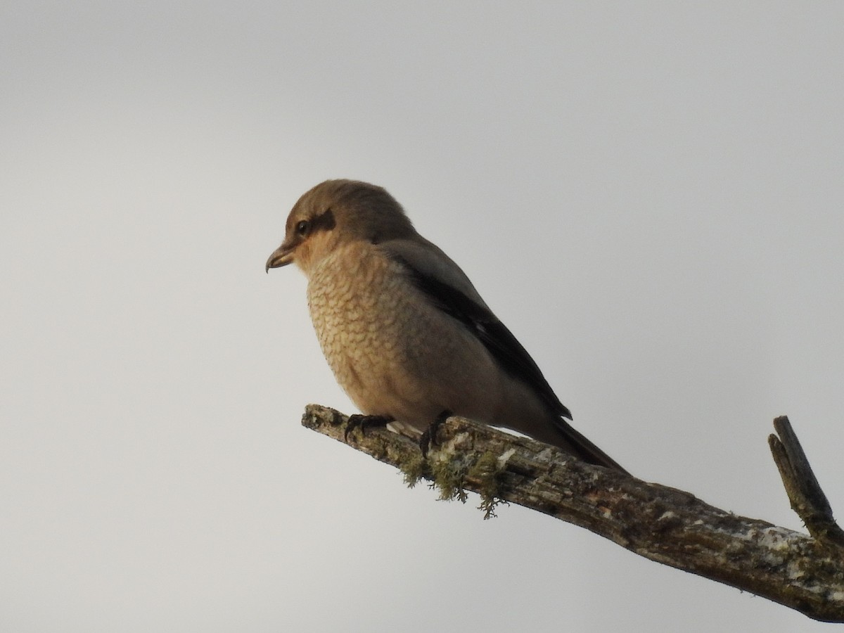 ťuhýk severní - ML645870378