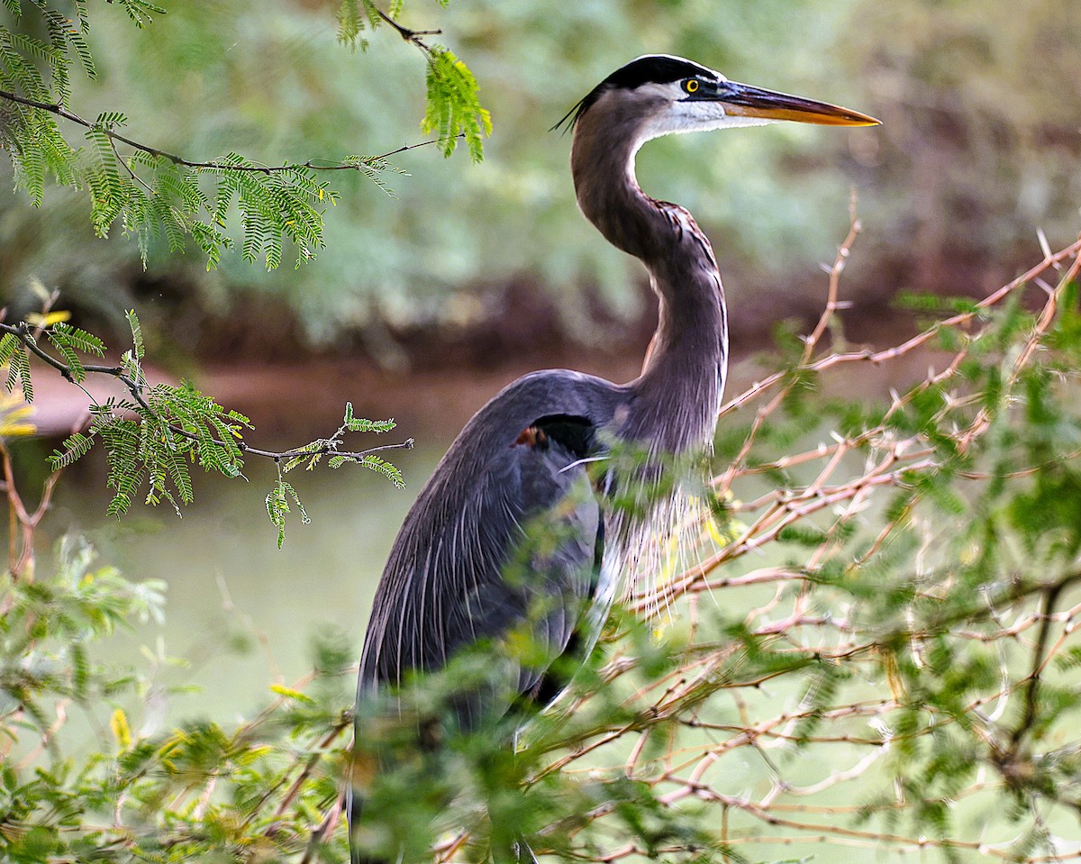 volavka velká - ML645870379