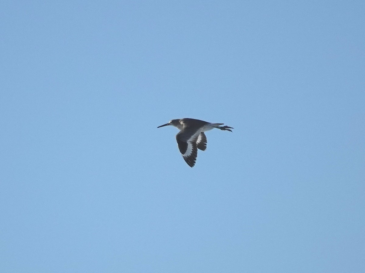 vodouš břehoušovitý - ML645870380