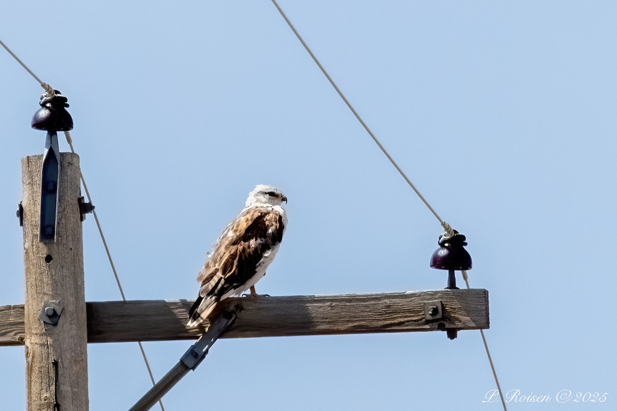 káně královská - ML645870383