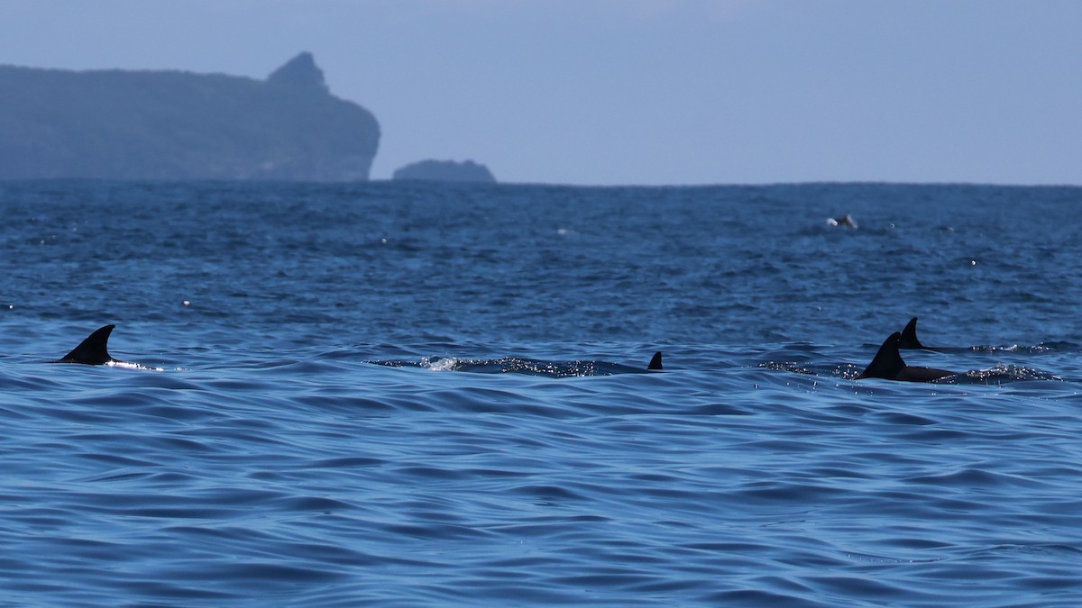 Common Dolphin - ML645870385