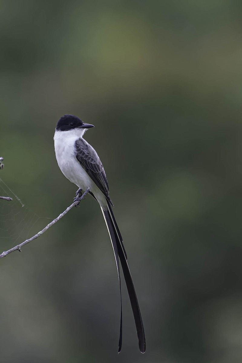 tyran savanový - ML645870386