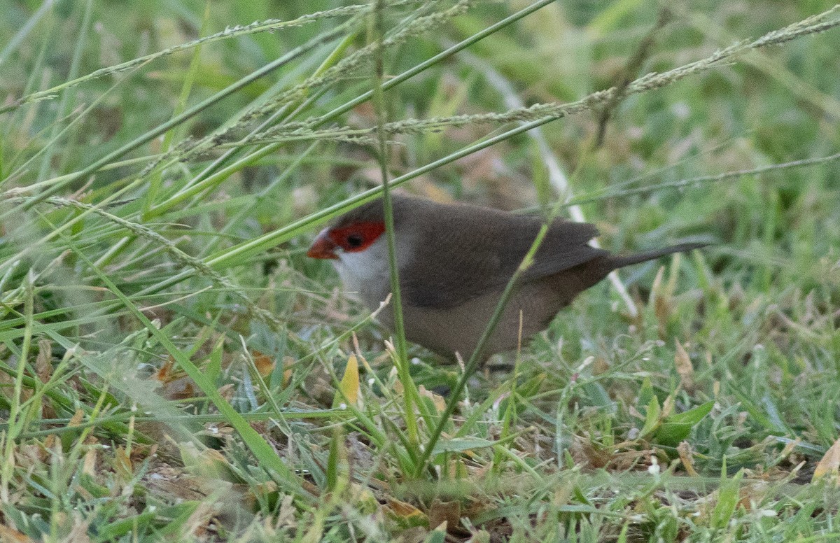 astrild vlnkovaný - ML645870387