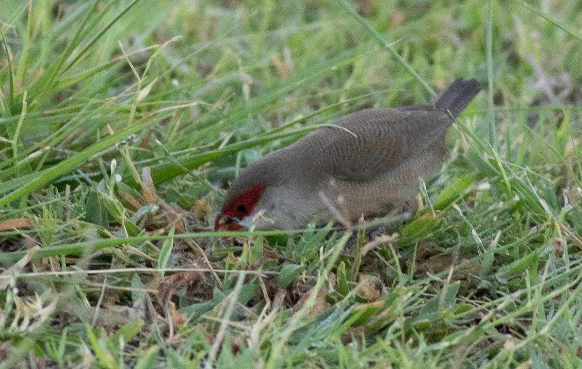 astrild vlnkovaný - ML645870388