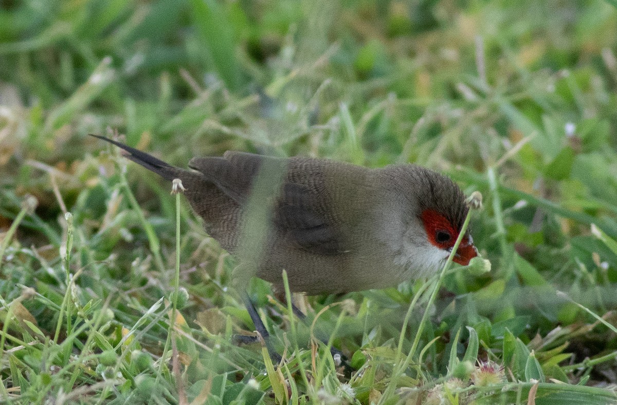 astrild vlnkovaný - ML645870389