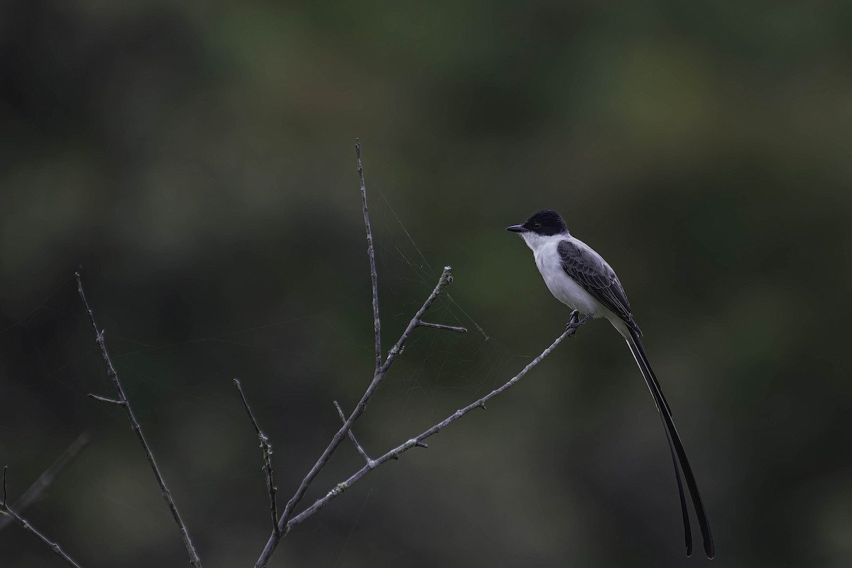 tyran savanový - ML645870391