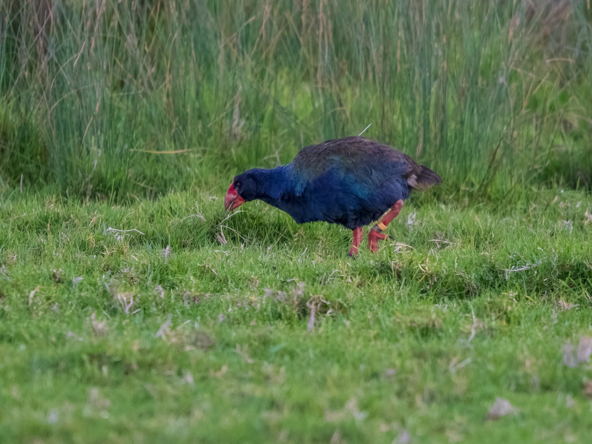 slípka novozélandská - ML645870392