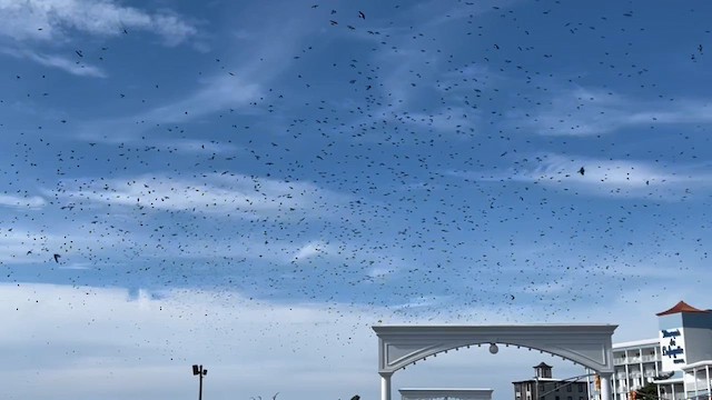 vlaštovka stromová - ML645870393