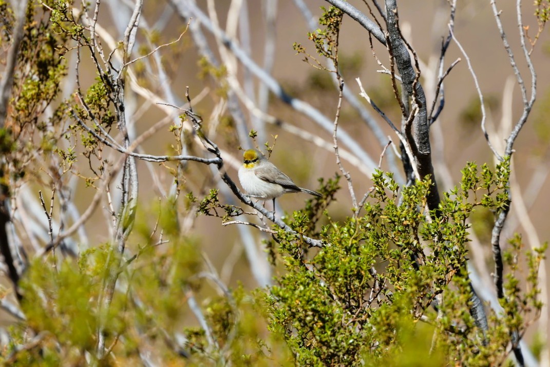 moudivláček žlutohlavý - ML645870394