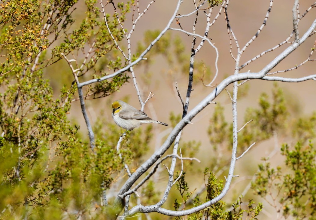 moudivláček žlutohlavý - ML645870395