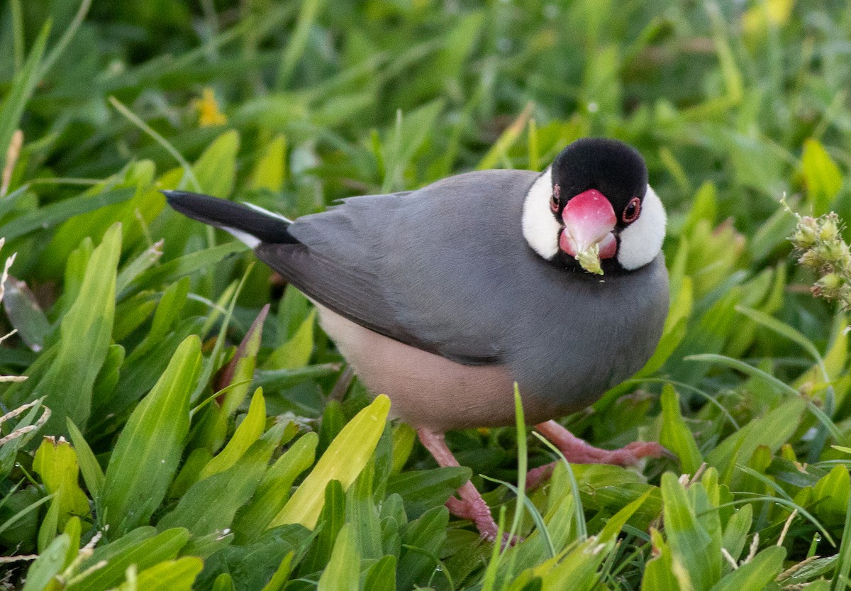 Java Sparrow - ML645870396