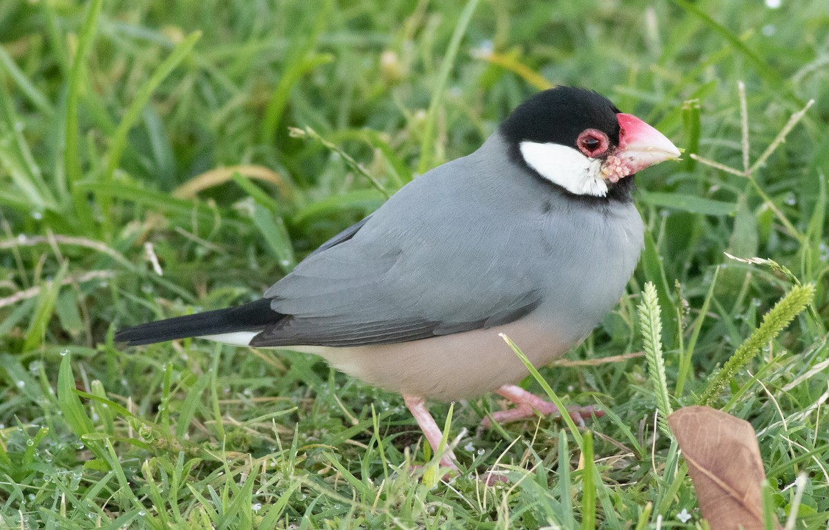 Java Sparrow - ML645870397
