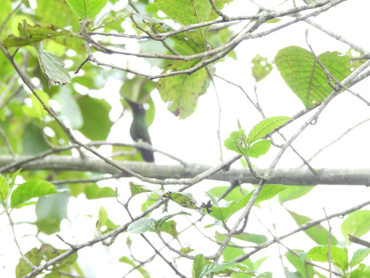 kolibřík mečozobec - ML645870398