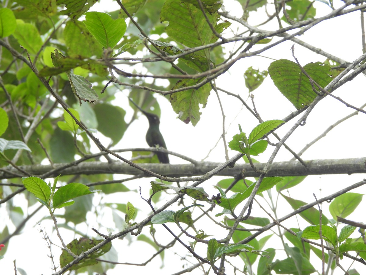 kolibřík mečozobec - ML645870399