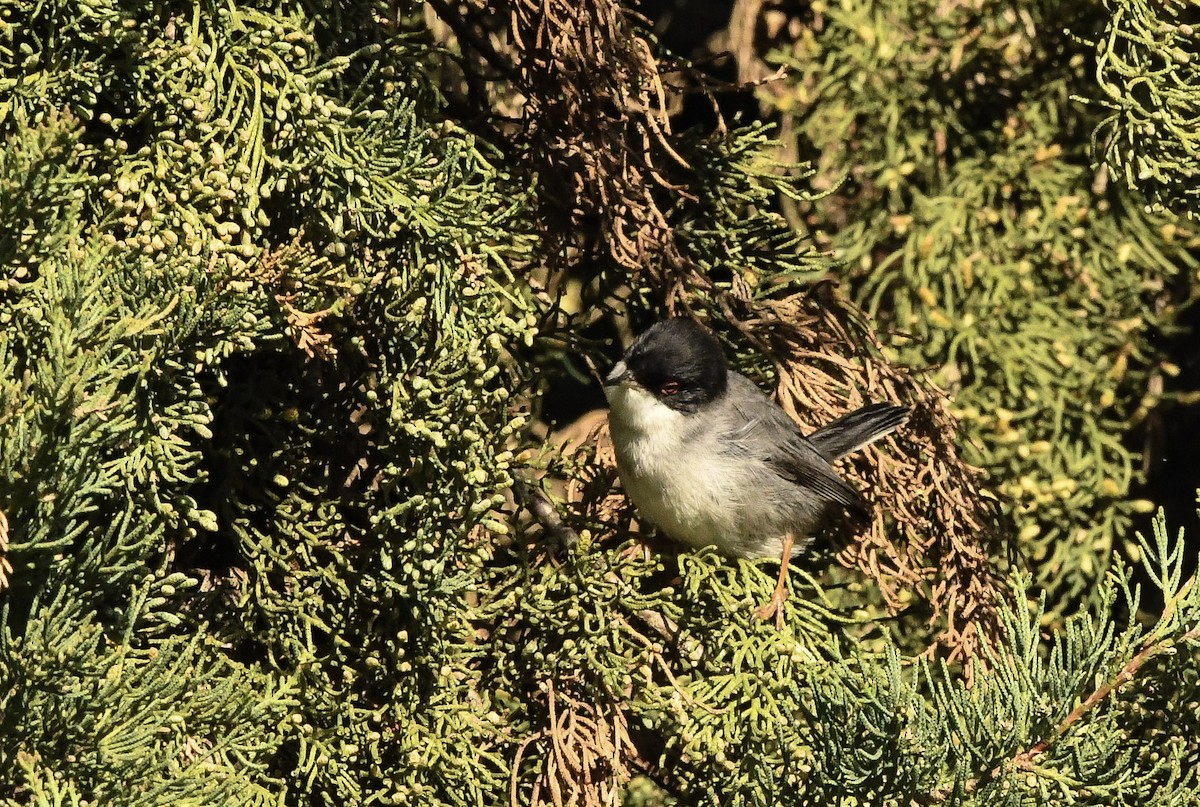 Txinbo burubeltza - ML645870405