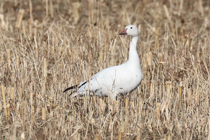 Snow Goose - ML645870408