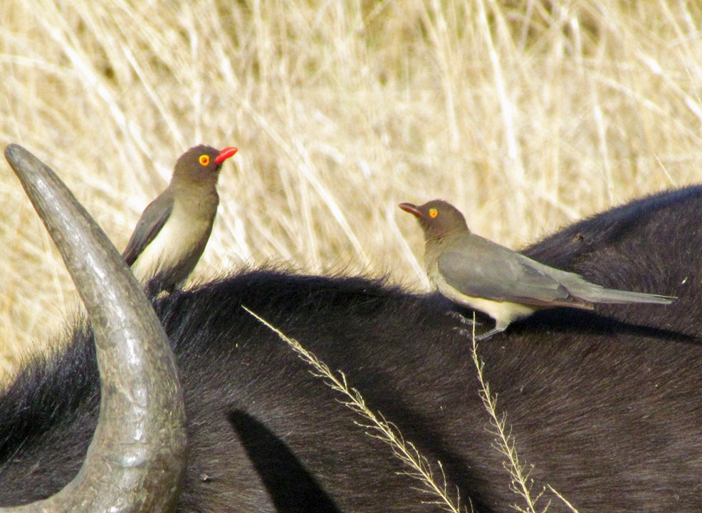 Picabueyes Piquirrojo - ML645870411