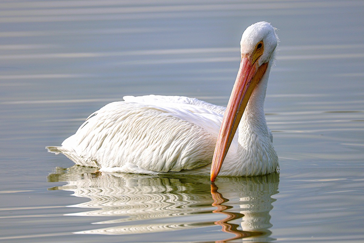 American White Pelican - ML645870412