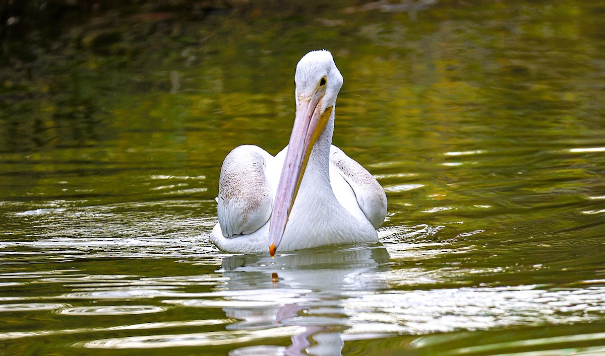 American White Pelican - ML645870413