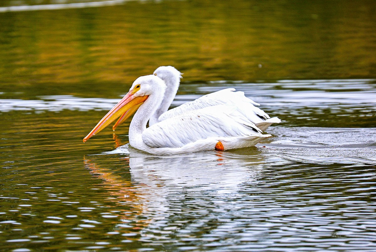 American White Pelican - ML645870414