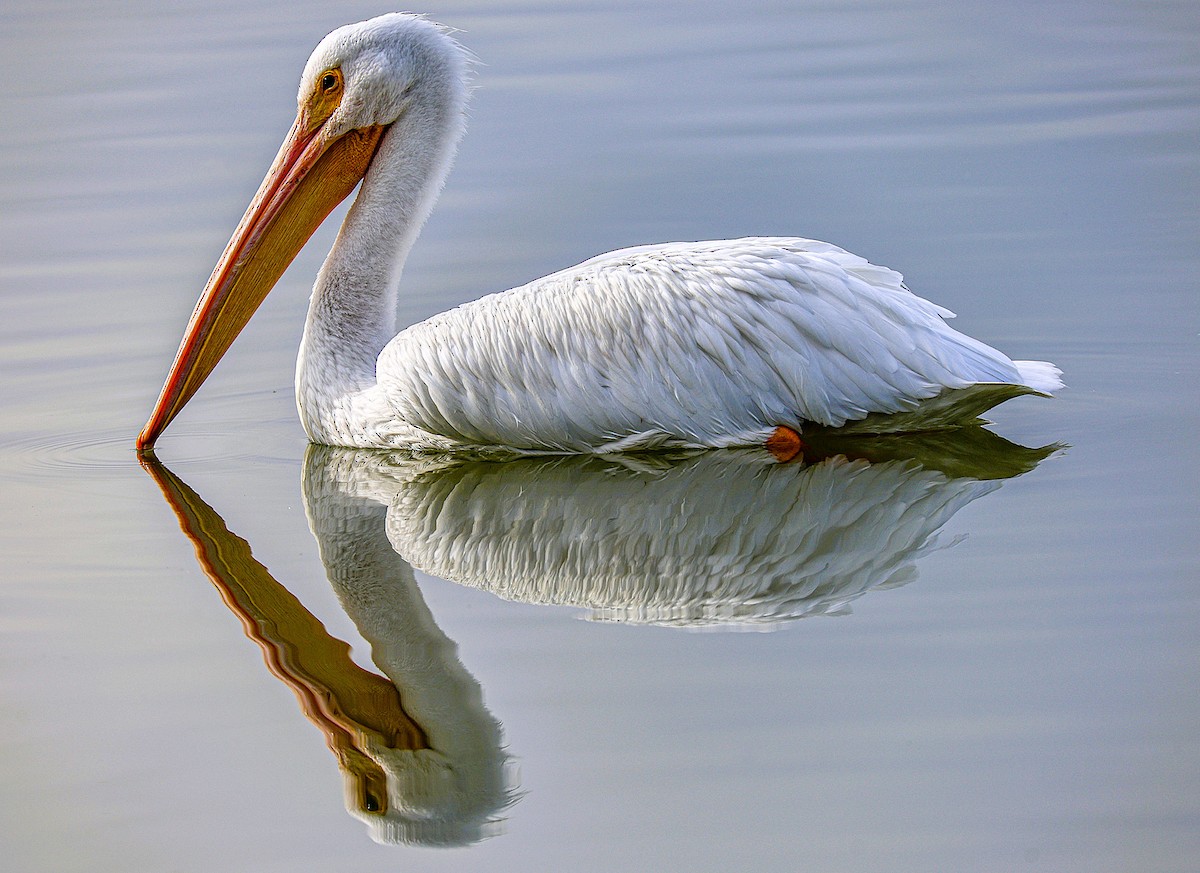 American White Pelican - ML645870415